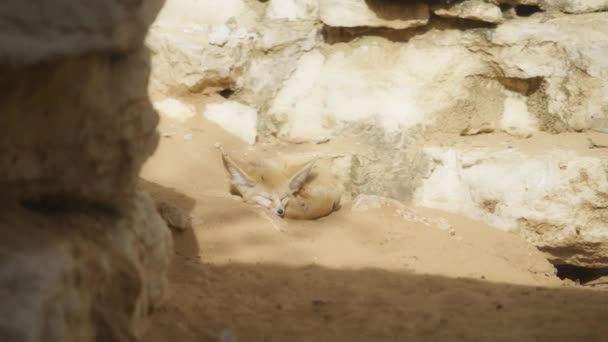 Fennec Fox kumda uyuyor. — Stok video