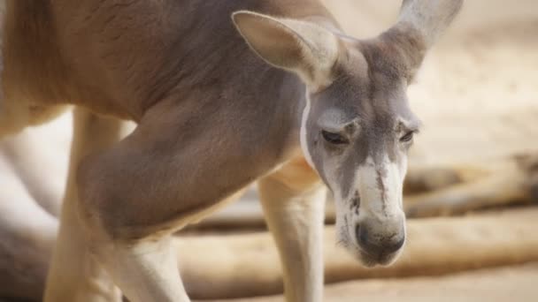 Canguro rojo oliendo el aire — Vídeos de Stock