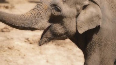 Kahverengi fil kendine toprak atıyor.