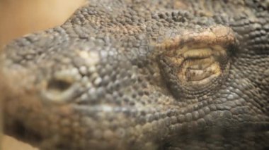 Komodo ejderhası yavaşça gözlerini açıyor.