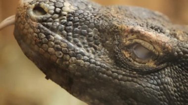 Komodo ejderhası dilini dışarı çıkarıyor.