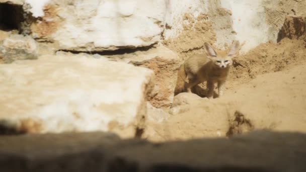 Fennec Fox de pie entre las rocas — Vídeos de Stock