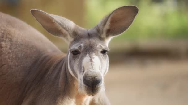 Czerwony kangur na naturalnym tle — Wideo stockowe