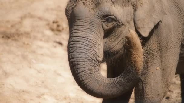 Un elefante tirando tierra con un baúl — Vídeo de stock