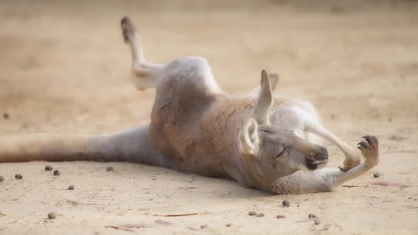 Yerde yatan kanguru — Stok video