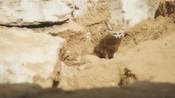 Fennec Fox kayaların arasında oturuyor. — Stok video