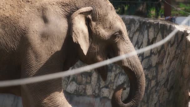 Elefante água potável com seu tronco — Vídeo de Stock