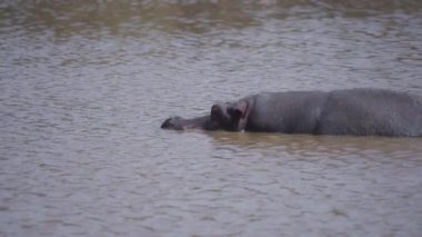 Bir gölün yüzeyindeki su aygırı.