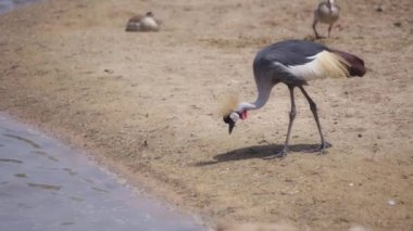 Taç giymiş turna göl kıyısında yürüyor.