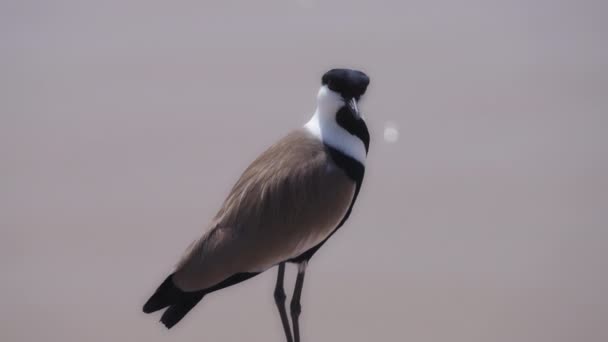 Lapwing bird looking around by the water — ストック動画