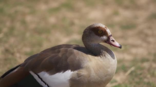 Goose walking on natural background — Stock video