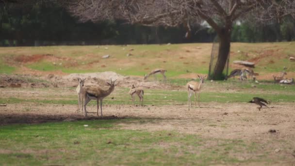 Herd of gazelles grazing in the meadow — Vídeo de stock