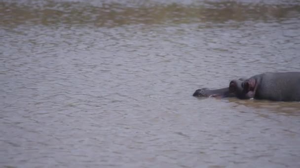 Único hipopótamo descansando na água do lago — Vídeo de Stock