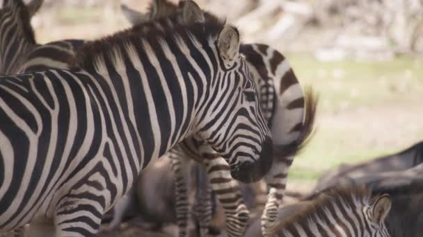 Manada de zebras pastando em pastagens — Vídeo de Stock