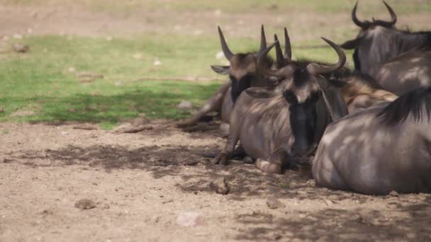 Heard of wildebeests resting — Vídeo de stock