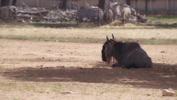 Wildebeest resting in the shadow — Vídeo de stock