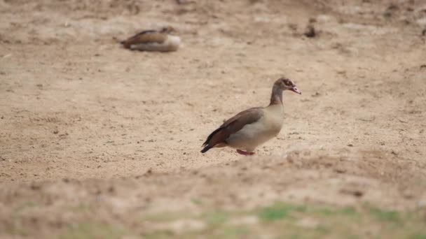 Brown goose walking on a sandy ground — Vídeos de Stock