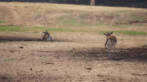 Two gazelles grazing in the field — Vídeo de stock