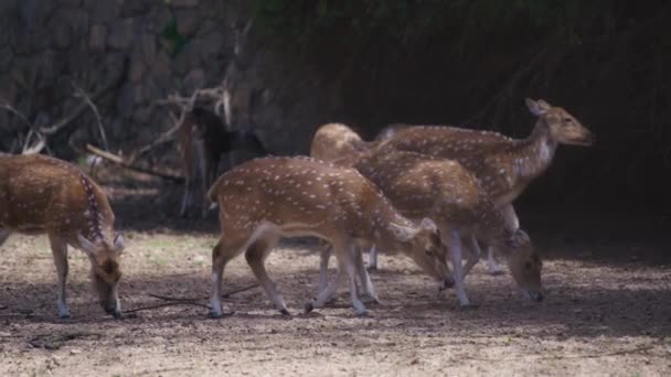 Grupa jeleni płowych spacerujących razem — Wideo stockowe