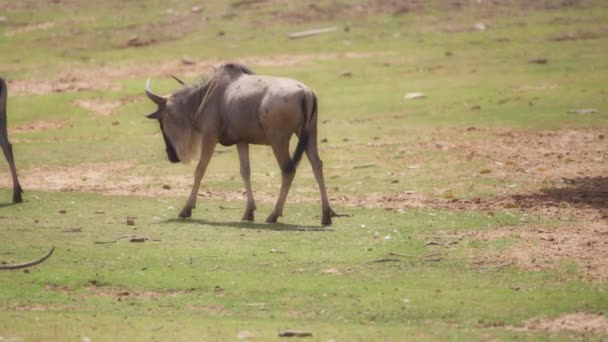 Wildebeest chodzenie po trawiastej łące — Wideo stockowe