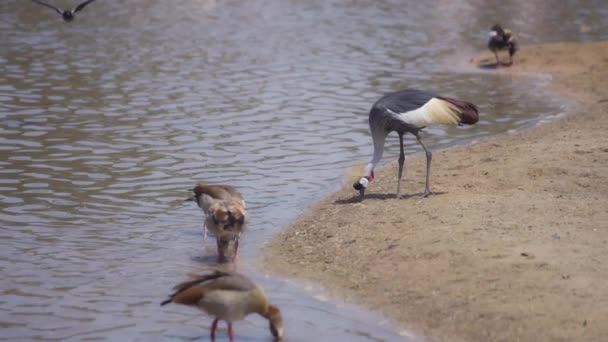 Koronowany ptak żuraw nad jeziorem — Wideo stockowe