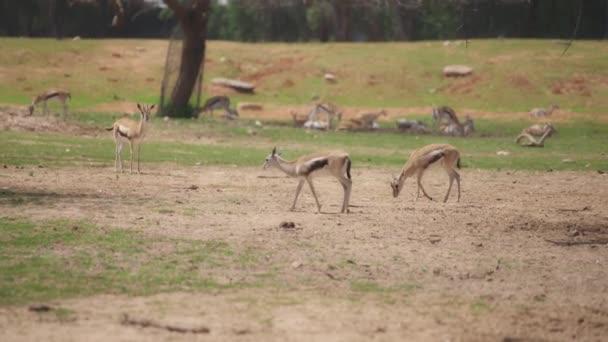 成群的瞪羚放牧 — 图库视频影像