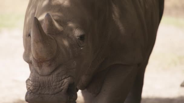 White rhino resting under the tree — Stock Video