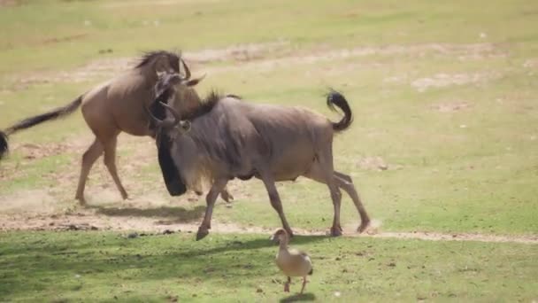 Heard of wildebeests fighting — Vídeo de stock
