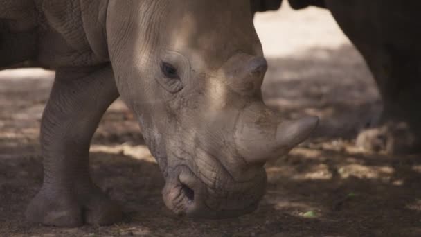 Rinoceronte descansando na sombra debaixo da árvore — Vídeo de Stock