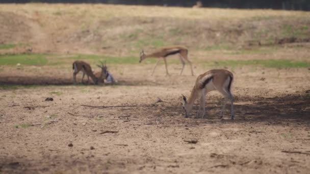 Group of gazelles grazing in the field — Vídeo de stock