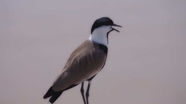 Lapwing bird by the water — Stock video