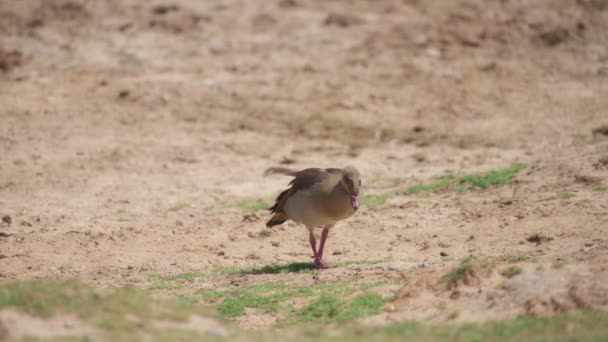 Goose walking on a sandy ground — Vídeos de Stock