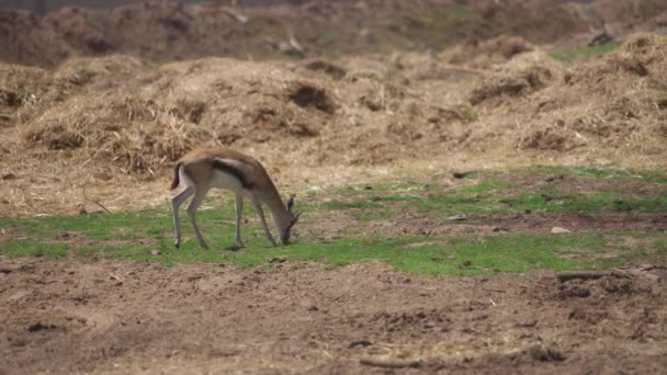 Pojedyncza gazela spacerująca po trawiastym gruncie — Wideo stockowe