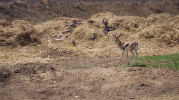 Single young gazelle grazing in the wild — Vídeo de stock