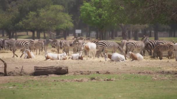 Herd of zebras and oryxes in the field — ストック動画