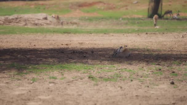 Gazelles grazing in the grassy meadow — Vídeos de Stock
