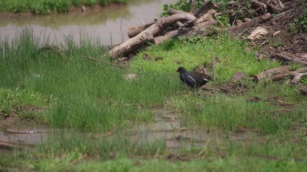 Pequeño pájaro negro con pico rojo — Vídeos de Stock