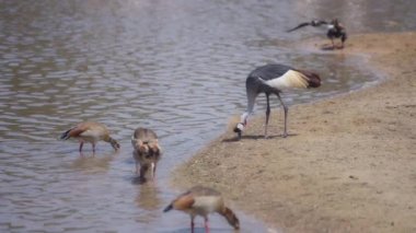 Taçlı turna bir gölün yanında yemek yiyor.