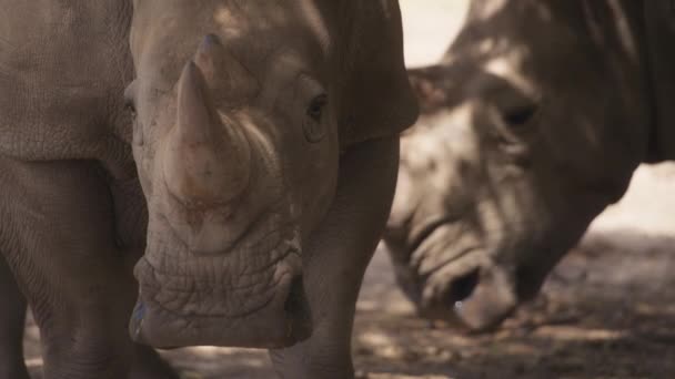 White rhinos resting in the shadow — Vídeo de Stock