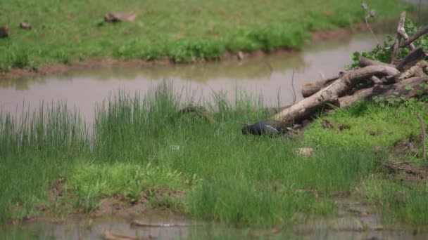 Pequeño pájaro negro junto al estanque — Vídeos de Stock