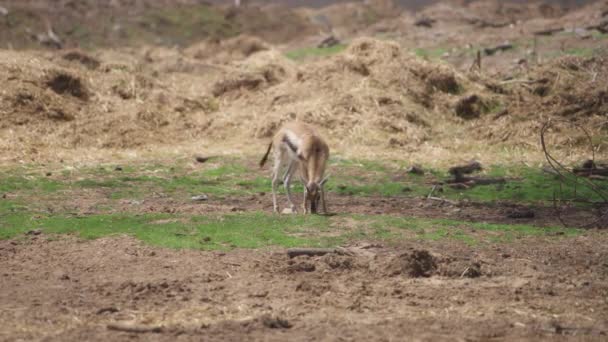 Gazelle eating weeds from the ground — Vídeo de stock