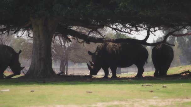 Hjord av noshörningar som gömmer sig under träd — Stockvideo