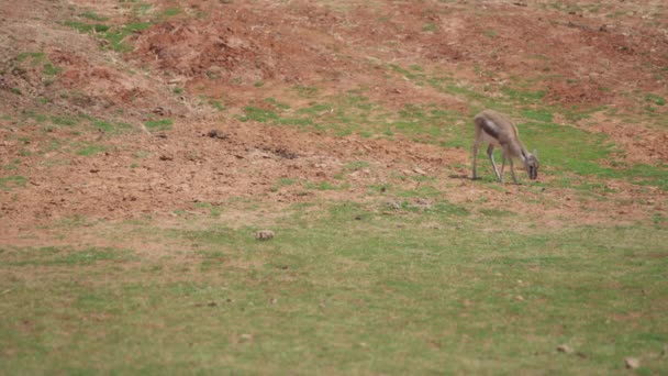 Single gazelle grazing on a grassy hill — Vídeo de stock