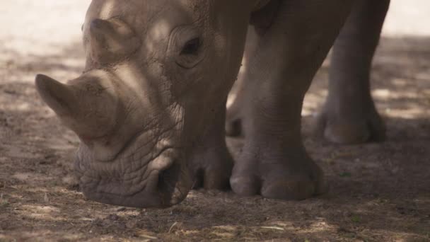 Nosorożec biały spoczywający w cieniu — Wideo stockowe