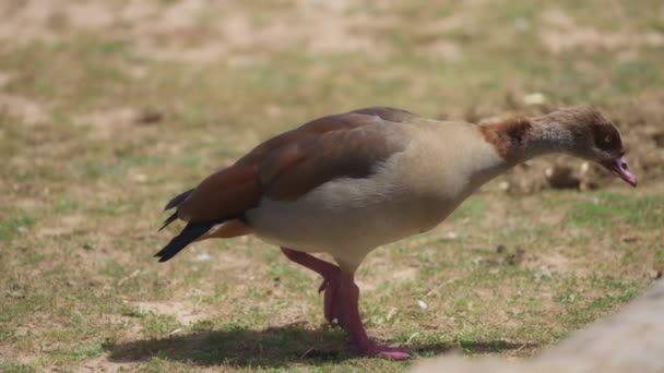 Brown goose walking on grass — Vídeos de Stock