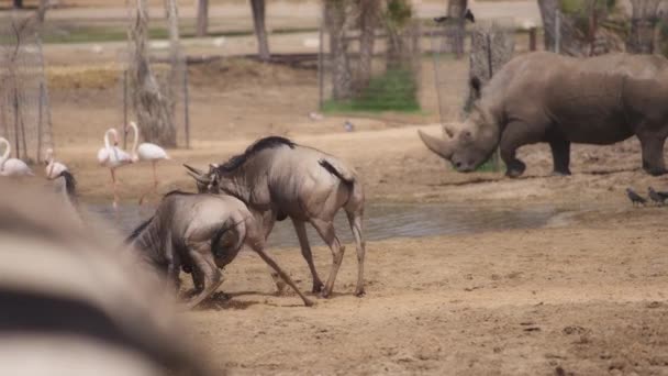 Wildebeests fighting and running — Vídeo de stock