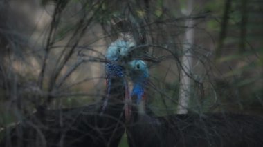 Two cassowaries behind tangled tree