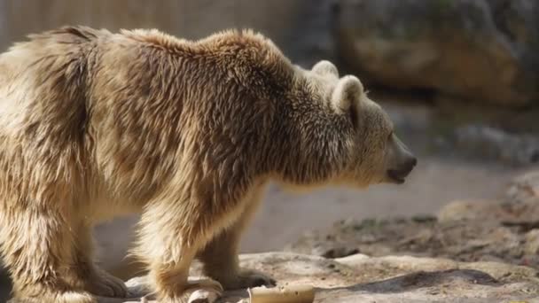 Brown bear walking on rocks — стоковое видео
