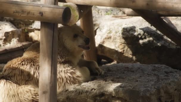 Αρκούδα ξαπλωμένη στην πέτρα στο ζωολογικό κήπο — Αρχείο Βίντεο
