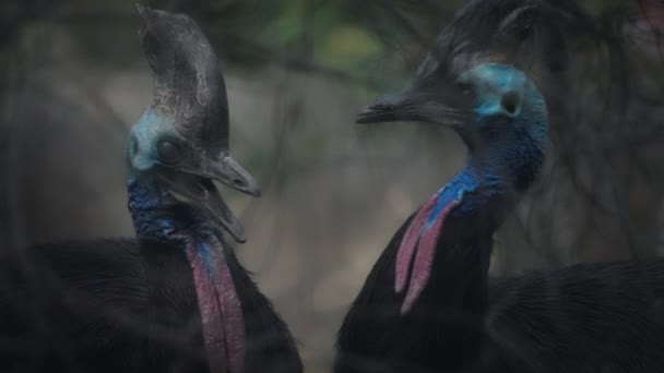 Cassowaries behind tangled tree — Wideo stockowe